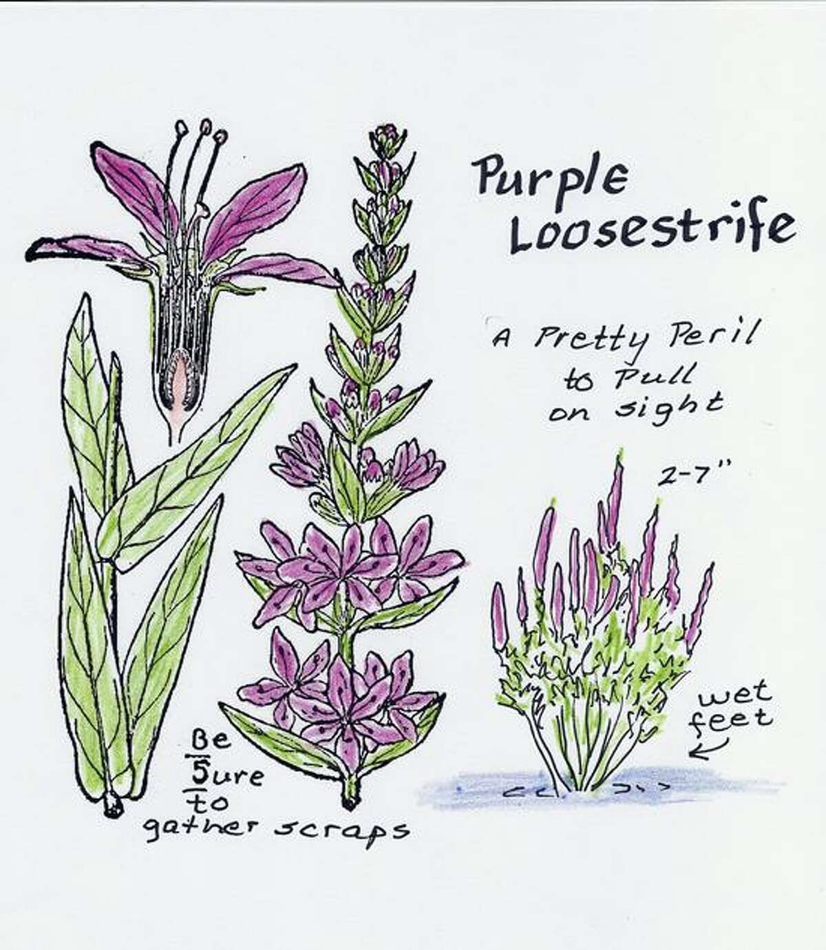 purple loosestrife invasive species