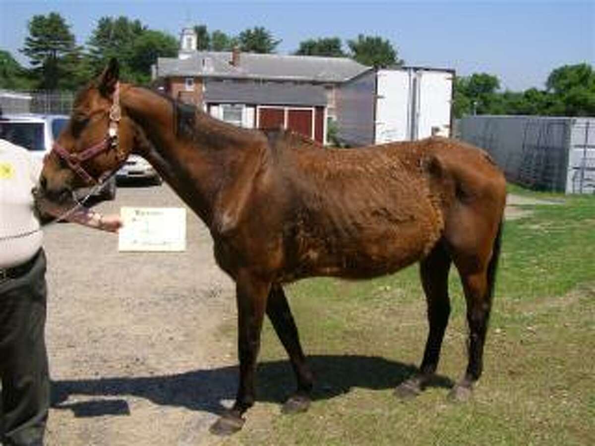 The CT Department of Agriculture, Bureau of Regulation and Inspection, often helps and works with rescue operations to save and rehabilitate abused horses. Here are photos of a horse at time of seizure and after rehabilitation.