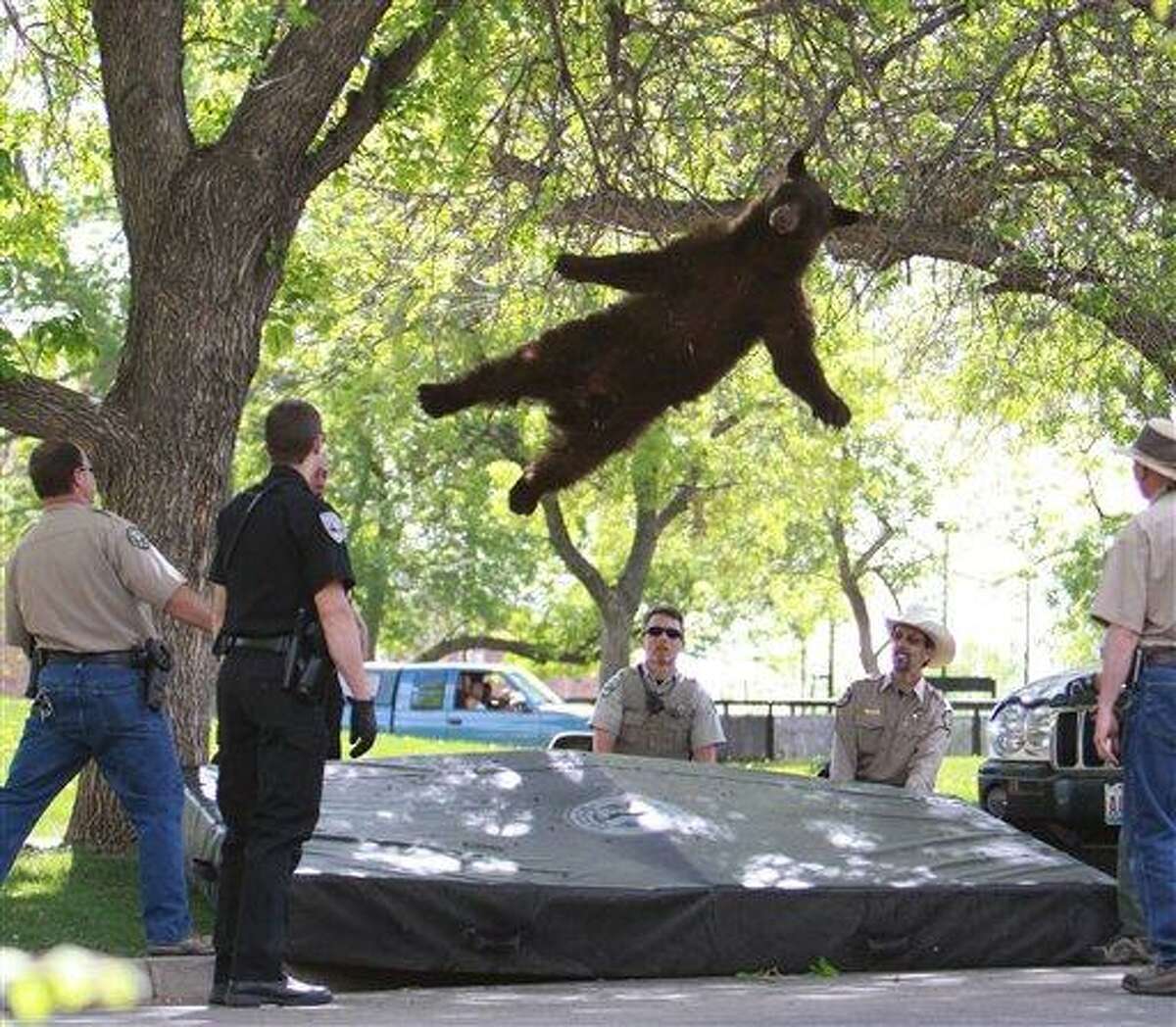 This Thursday, April 26, 2012 photo provided by the CU Independent shows a bear that wandered into the University of Colorado Boulder, Colo., dorm complex Williams Village falling from a tree after being tranquilized by Colorado wildlife officials. Colorado University police spokesman Ryan Huff said the bear was likely 1-3 years old and weighed somewhere between 150-200 pounds. (AP Photo/CU Independent, Andy Duann) MANDATORY CREDIT