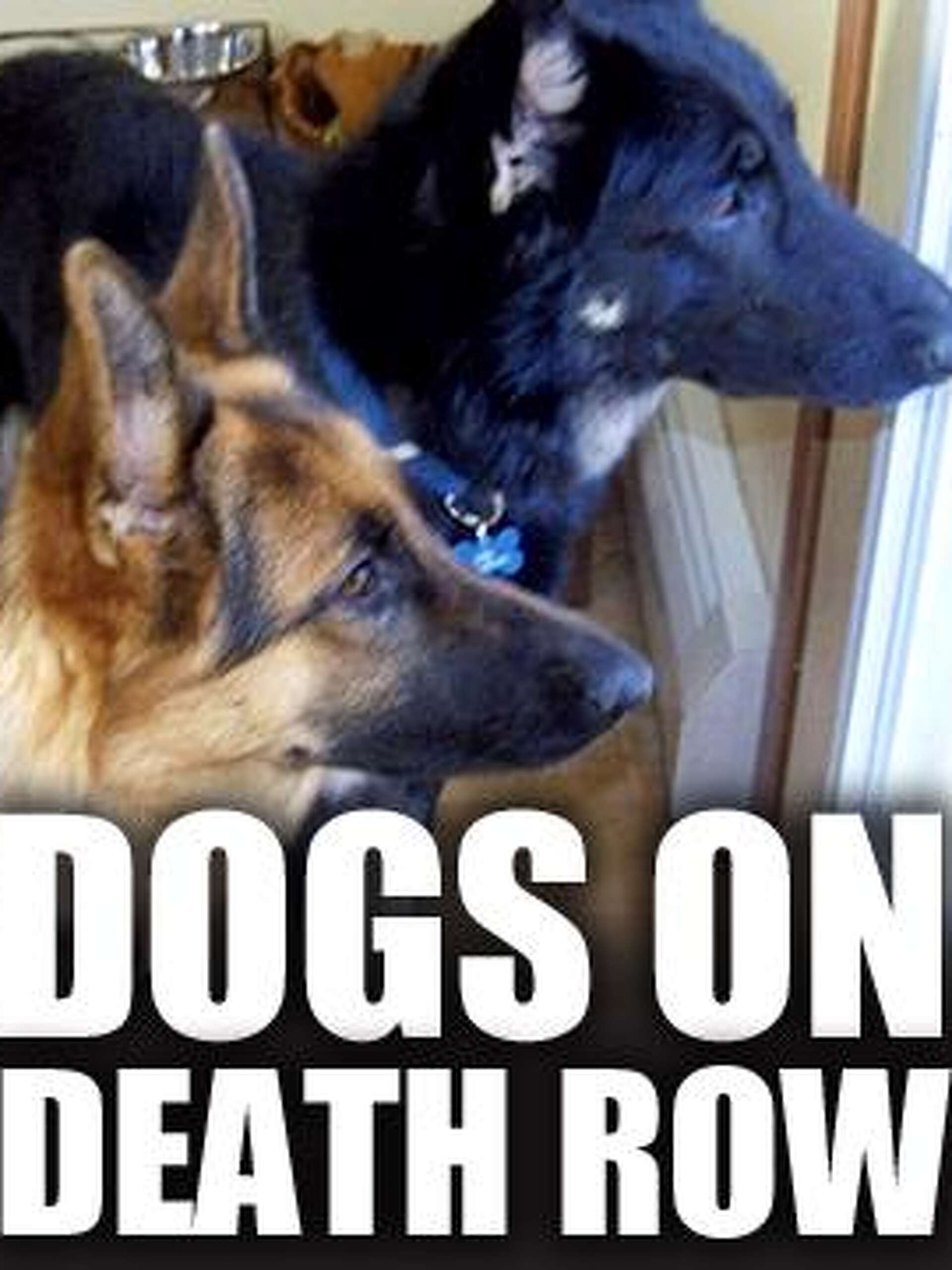 The White Moderate — Nyasha Junior, image size:1920x2560