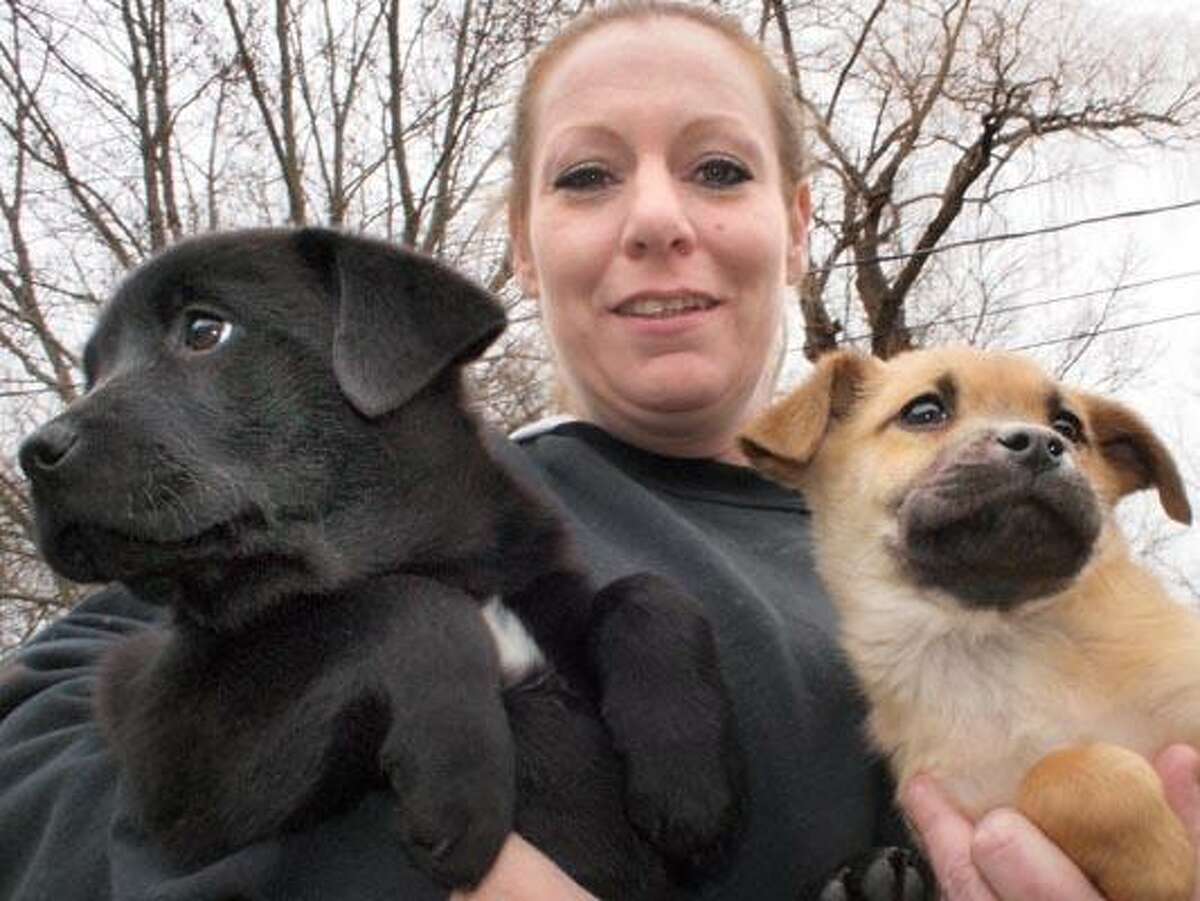 Erin O'Connor, kennel manager at Animal Haven in North Haven hold the two three month old lab shepard mix puppies that were abducted overnight from the shelter and are now safely back home. VM Williams 12.10.10