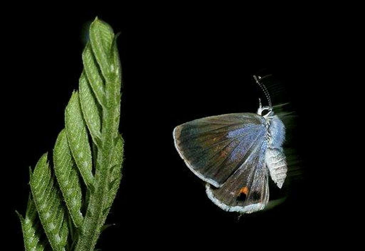 In this undated photo, a Miami blue butterfly is shown at Bahia Honda State Park in the Florida Keys. No confirmed Miami blues have been seen on Bahia Honda since July 2010. The U.S. Fish and Wildlife Service last August issued an emergency listing of the Miami blue as an endangered species. Associated Press