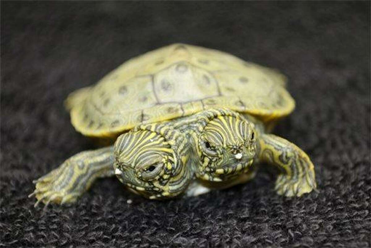 Thelma and Louise, a two-headed Texas cooter turtle, is seen in an undated photo provided by the San Antonio Zoo. Zoo officials on Tuesday, June 25, 2013 said the Texas cooter was born June 18. The turtle was one of several Texas cooters born this month at the zoo but the only one with two heads. The unusual turtle will go on display Thursday at the zoo's Friedrich Aquarium. (AP Photo/San Antonio Zoo)