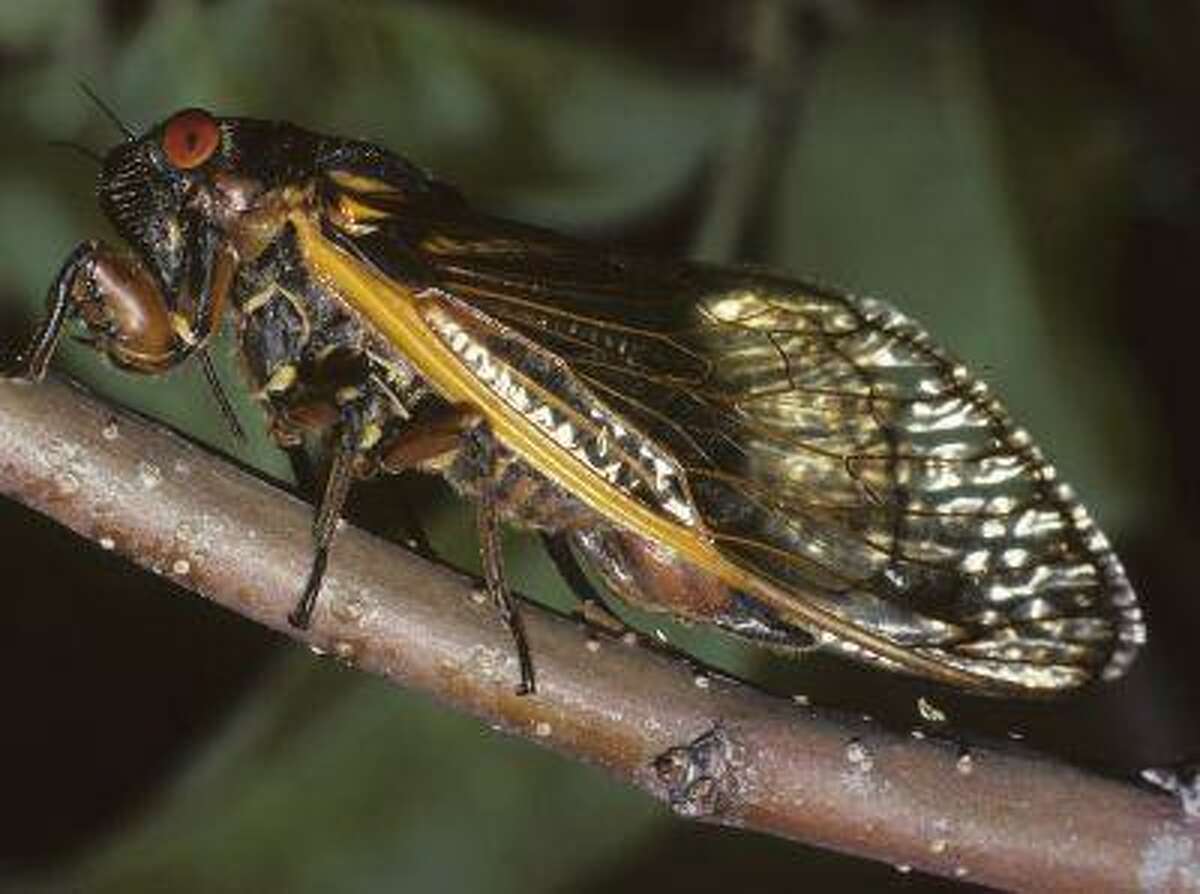 An adult cicada ovipositing into an apple twig is shown in this undated handout photo by Connecticut Agricultural Experiment Station released to Reuters on May 2, 2013. This year heralds the springtime emergence of billions of so-called 17-year periodical cicadas, with their distinctive black bodies, buggy red eyes, and orange-veined wings, along a roughly 900-mile stretch from northern Georgia to upstate New York. REUTERS/Chris T. Maier/Connecticut Agricultural Experiment Station/Handout (UNITED STATES - Tags: ENVIRONMENT SCIENCE TECHNOLOGY) ATTENTION EDITORS - THIS IMAGE WAS PROVIDED BY A THIRD PARTY. FOR EDITORIAL USE ONLY. NOT FOR SALE FOR MARKETING OR ADVERTISING CAMPAIGNS. THIS PICTURE IS DISTRIBUTED EXACTLY AS RECEIVED BY REUTERS, AS A SERVICE TO CLIENTS. NO SALES. NO ARCHIVES