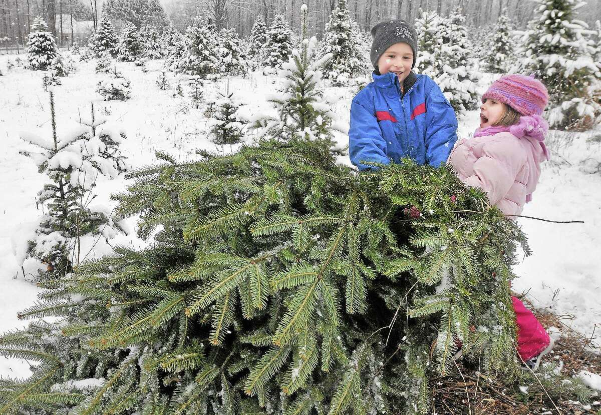 Middletown organizes annual Christmas tree, holiday lights recycling