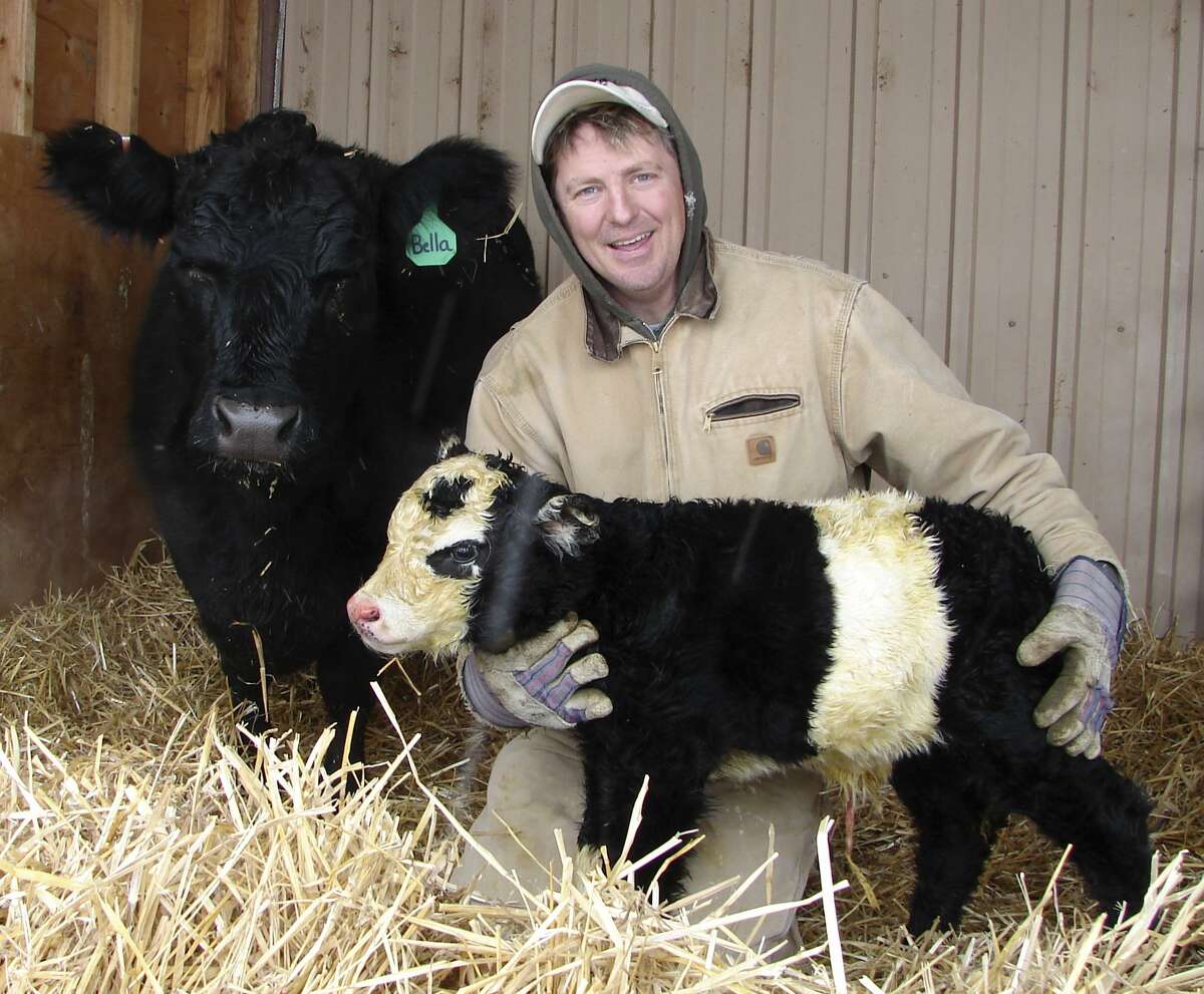 In this Dec. 31, 2010 photo, farmer Chris Jessen holds his new "panda cow" named Ben, hours after the rare miniature cow was born in Campion, Colo. (AP Photo/Loveland Daily Reporter-Herald, Tom Hacker)