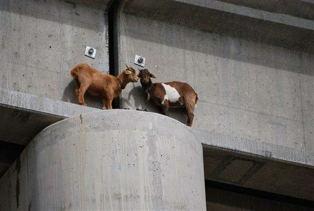 In this Sept. 1, 2010 photo, two goats are stranded on a railroad bridge south of Roundup, Mont. The goats were rescued after nearly two days and are in good condition. (AP Photo/Courtesy of Sandy Church of the Rimrock Humane Society) NO SALES
