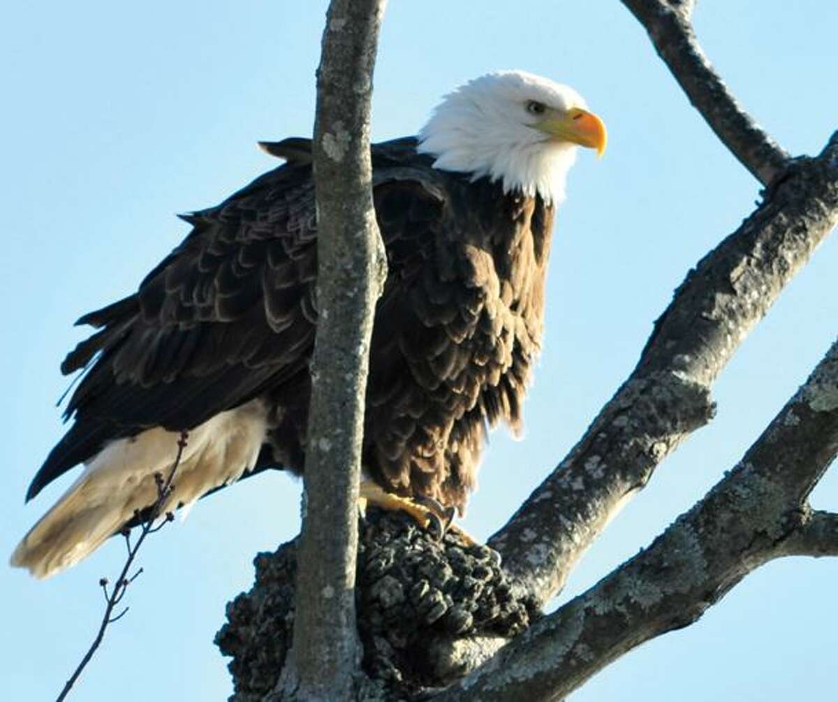 A Bald Eagle is seen perched on a tree during an Eagle Watch Boat Tour this February. (Dirk Samuelson
