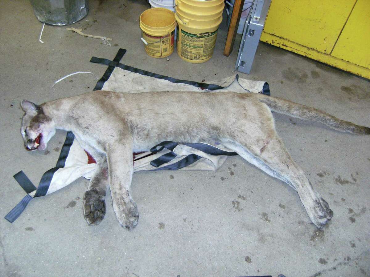 The DEP provided this picture of the mountain lion killed on Route 15.
