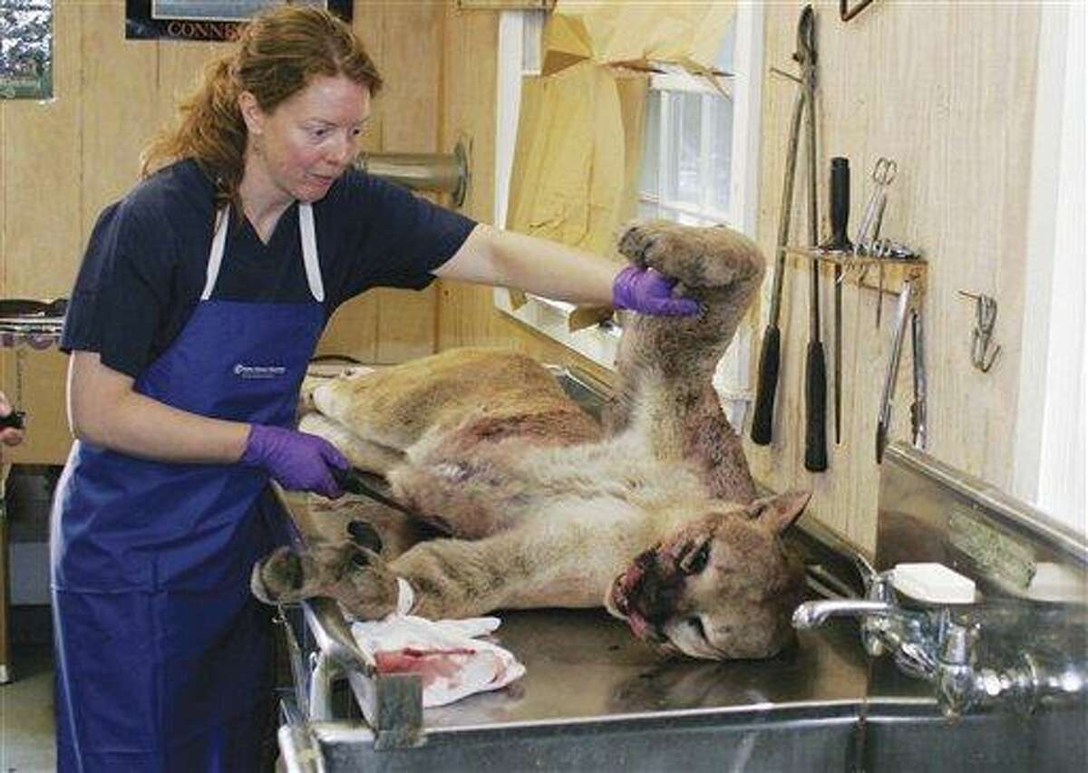 This June 2011 photo released Tuesday, July 26, 2011 by the Connecticut Department of Energy and Environmental Protection shows a worker examining a dead mountain lion at the Sessions Woods Wildlife Center in Burlington, Conn. DEEP Commissioner Daniel Esty said tests determined that the cat, which was killed when struck by a car June 11 in Milford, Conn., had traveled all the way from South Dakota. (AP Photo/Connecticut Department of Energy and Environmental Protection)