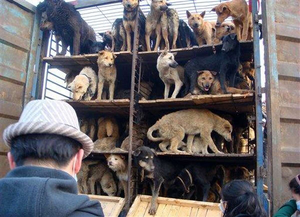 China bloggers unite to save hundreds of dogs from becoming food (video) China bloggers unite to save hundreds of dogs from becoming food (video)