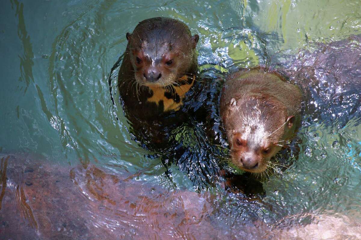 This month, Giant River Otters Dru and Ella welcomed Maximo and Manuel to the exhibit, doubling the number of otters guests can spot inside the Rainforest.