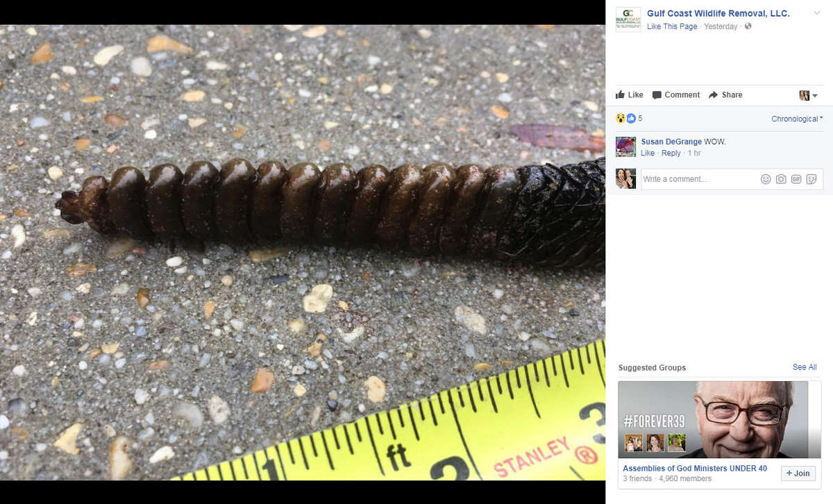 Massive 'monster' rattle snake living under someone's deck captured in