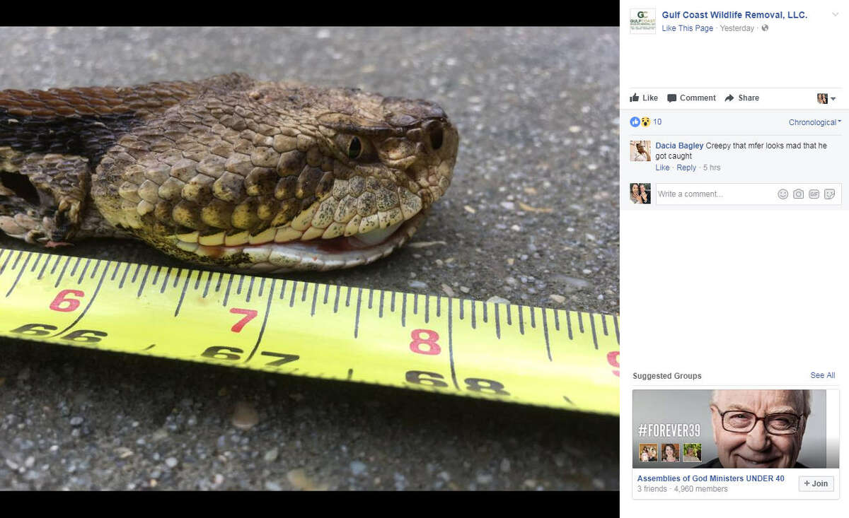 Massive 'monster' rattle snake living under someone's deck captured in
