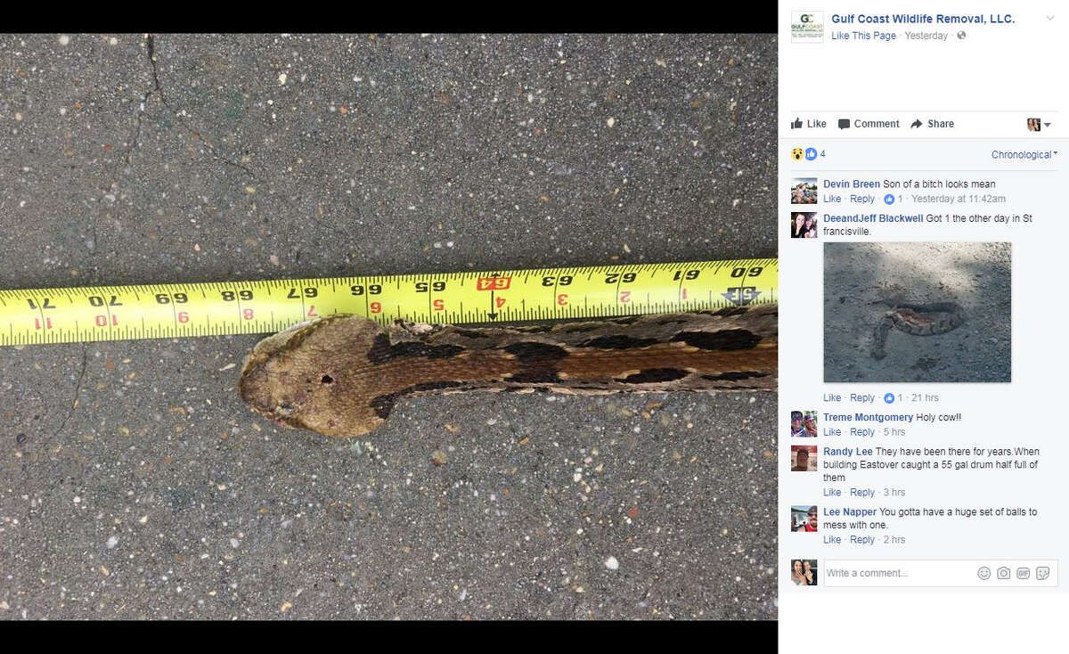 Massive 'monster' rattle snake living under someone's deck captured in