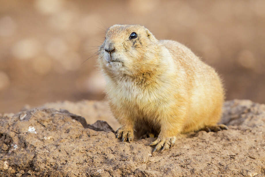 Blacktailed prairie dogs at home in the heart of a West Texas town
