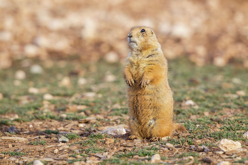 Prairie Dog For Sale Australia Prairie Dog For Sale Australia