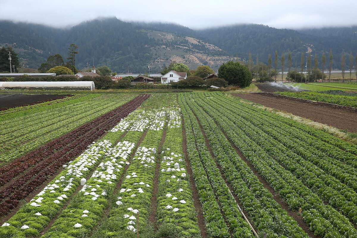 Growing concern: Organic farms need a new generation to keep them alive