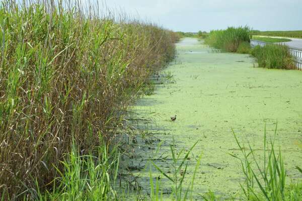 Twenty-four hours in Anahuac - in August - HoustonChronicle.com