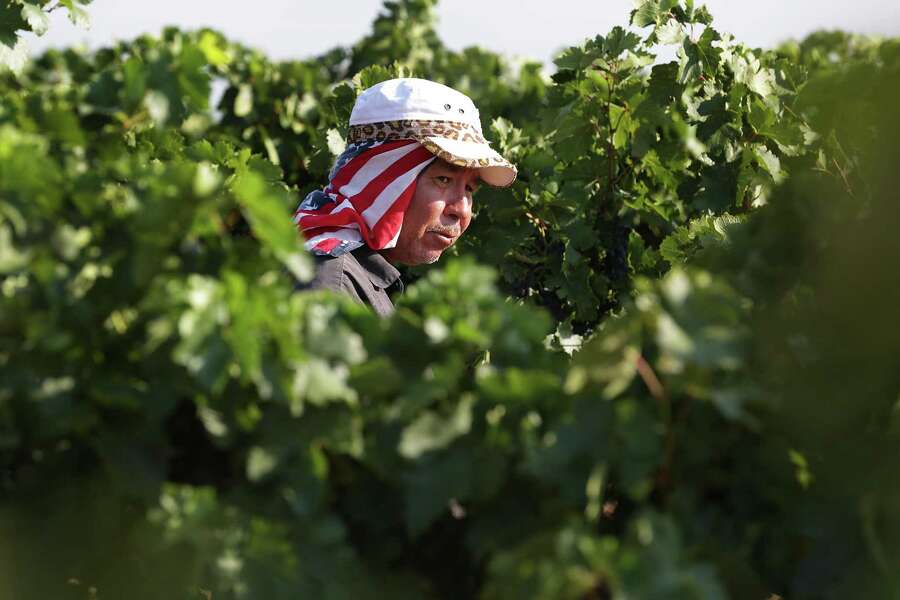 Dying Vines How Herbicides Are Damaging And Destroying High Plains