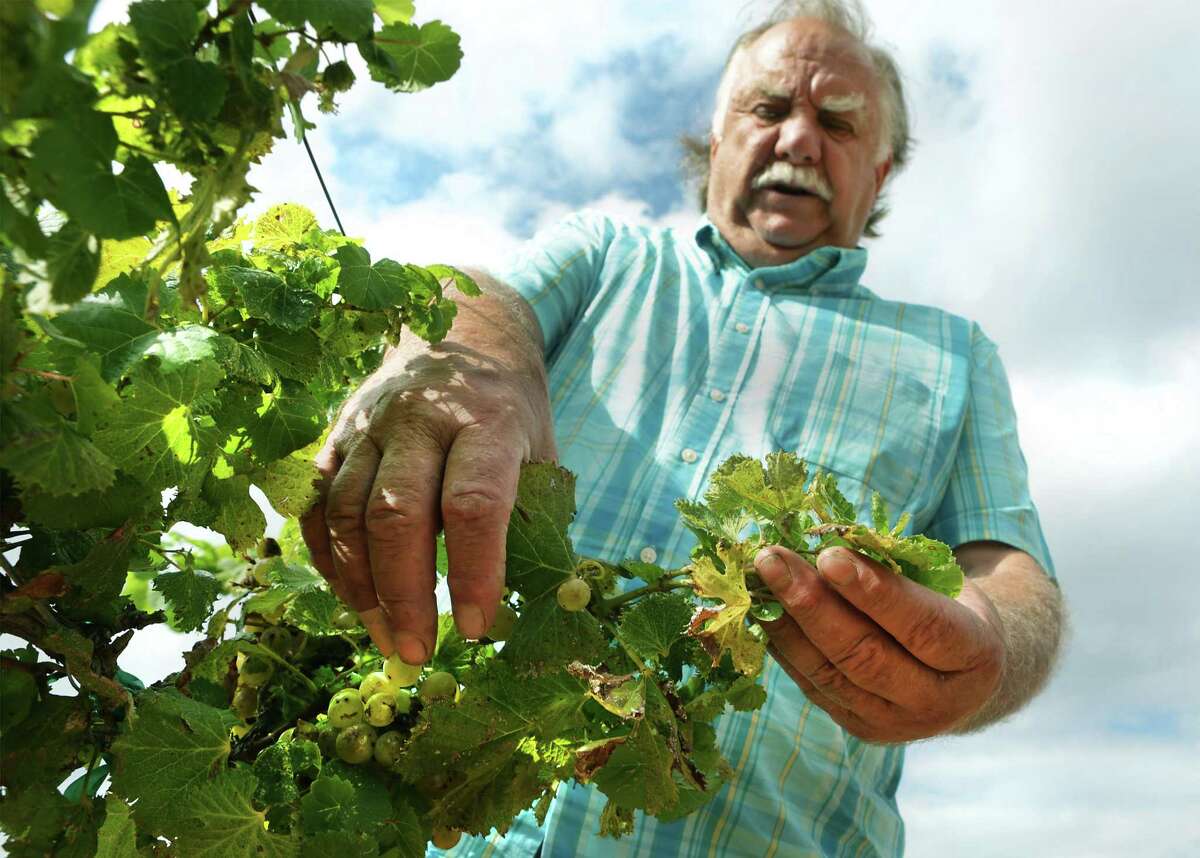 Dying Vines How Herbicides Are Damaging And Destroying High Plains