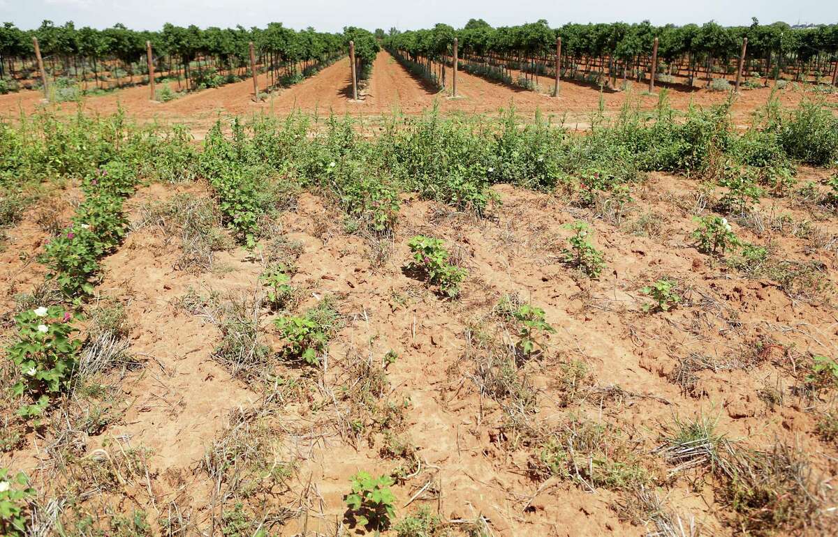 Dying vines: how herbicides are damaging, and destroying, High Plains ...