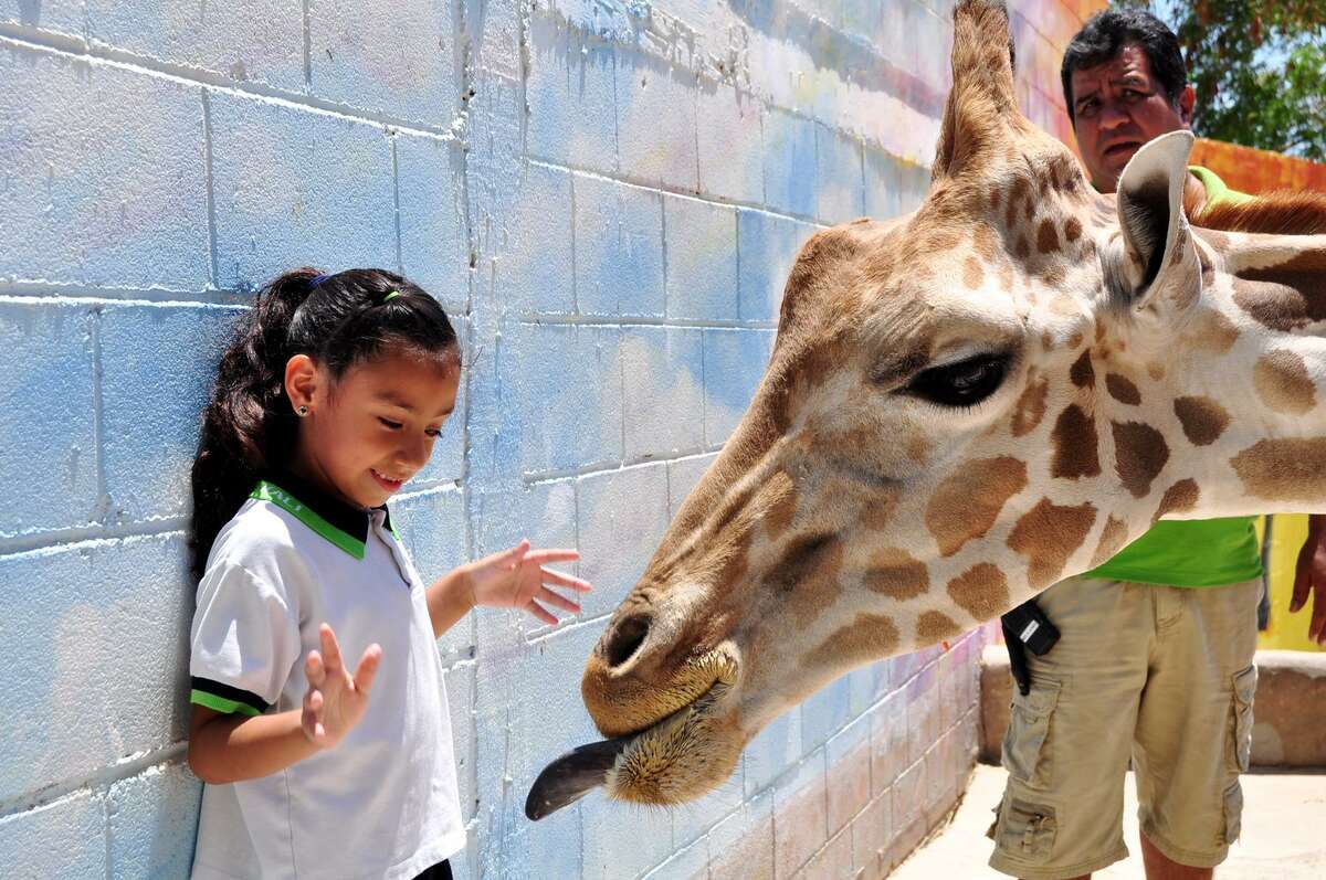 Una menor se divierte con una jirafa en el Zoológico de Nuevo Laredo, México.