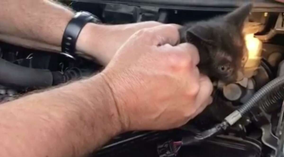 Santa Rosa Firefighters Rescue Kitten Stuck In Car Engine 