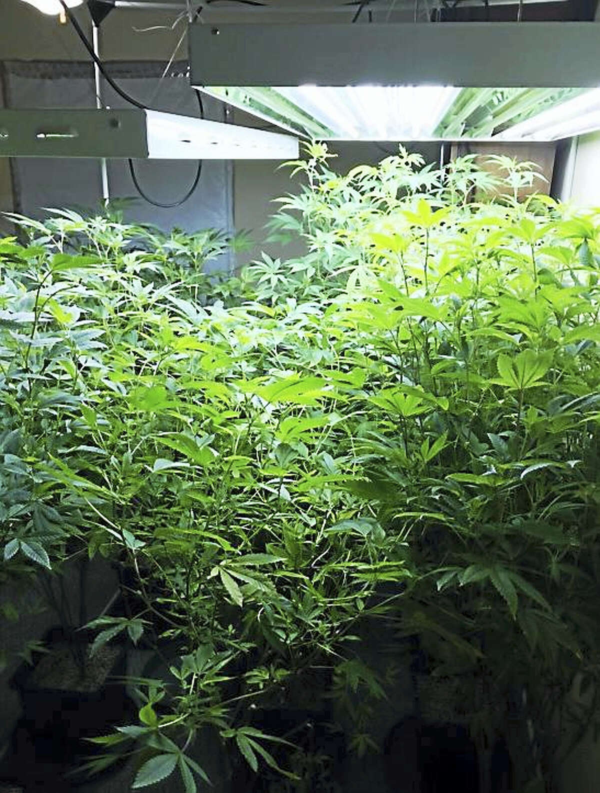 Two men and a woman were arrested Tuesday after authorities allegedly found dozens of mature marijuana plants and more than two pounds of package marijuana in a home at 29 Wildwood Lane in East Hampton.