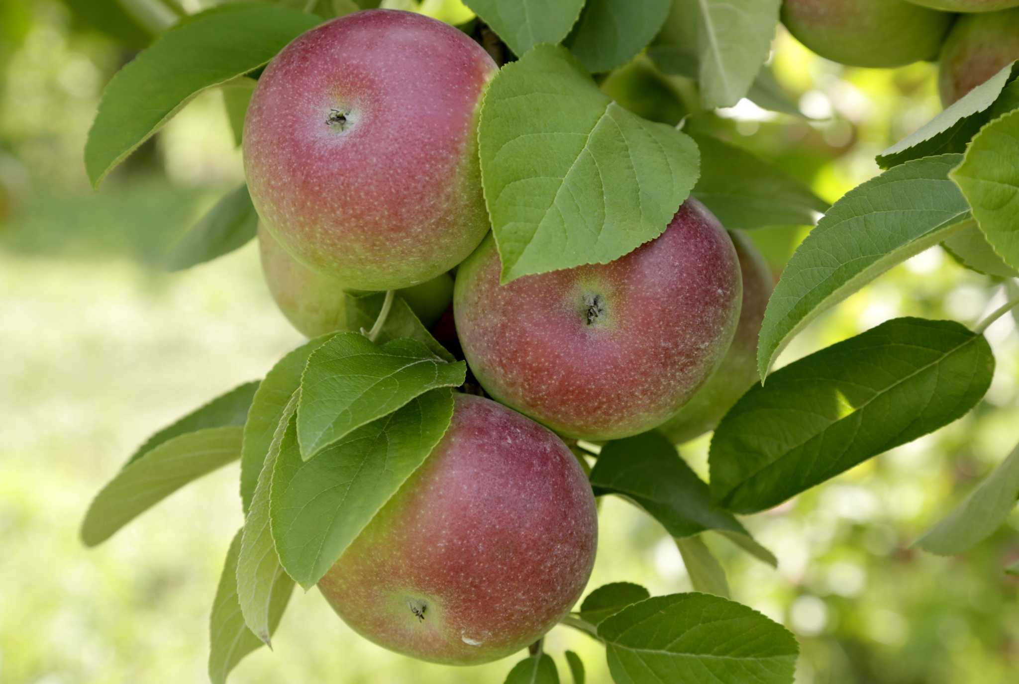 where-to-pick-apples-in-connecticut