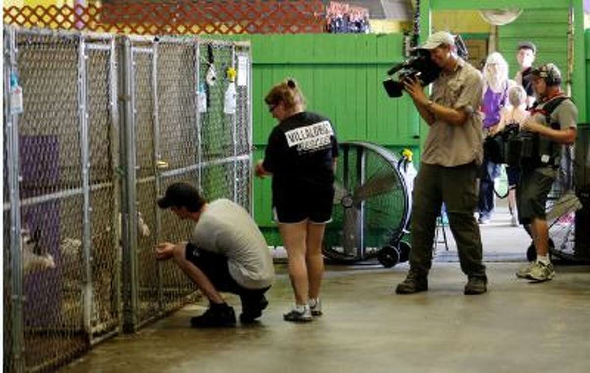 In this Oct. 10, 2013, to right photo, from left, Lee and Brandi Williams, of Alma, Ark., who are seeking to adopt a pit bull, look at dogs as Tia Maria Torres (not shown), star of Animal Planet's "Pit Bulls and Parolees," films an episode of the show's fifth season in New Orleans.