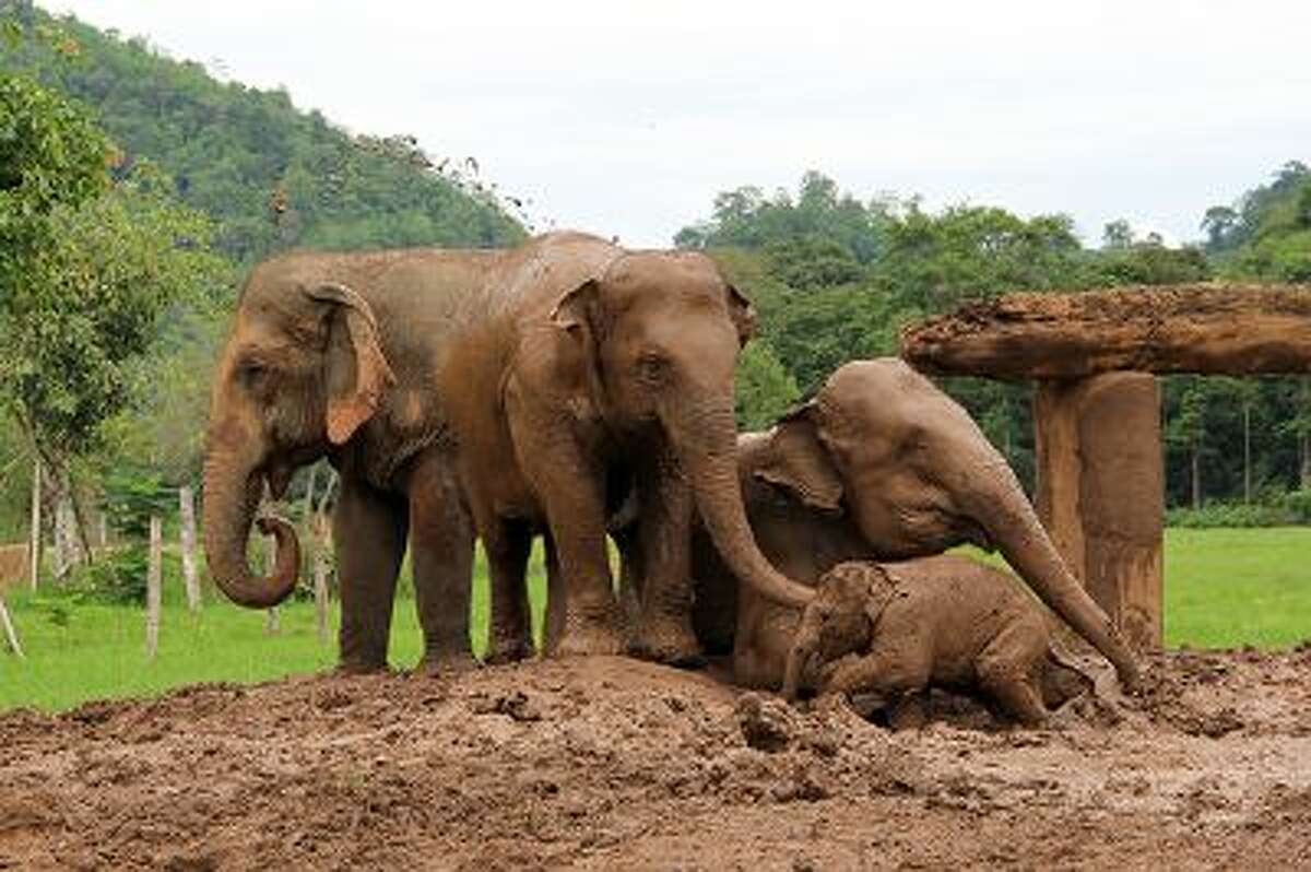 Elephants play in the mud at the Elephant Nature Park in northern Thailand; the park is home to 35 pachyderms, who came to the park blind and disabled from abuse in the logging or tourism industries. (Washington Post photo by Lillian Cunningham)