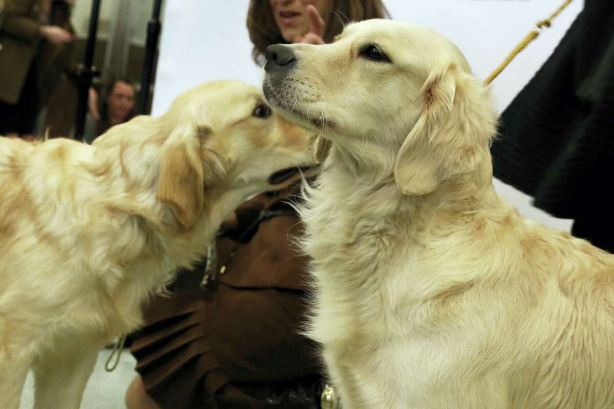 Golden retrievers Flirt, left, and Alistair are introduced as the third ranked breed by the American Kennel Club, in New York, Tuesday, March 21, 2017. Labrador retrievers extended their record run last year in the top spot, leading the American Kennel Club's new rankings Tuesday for a 26th straight year. (AP Photo/Richard Drew)