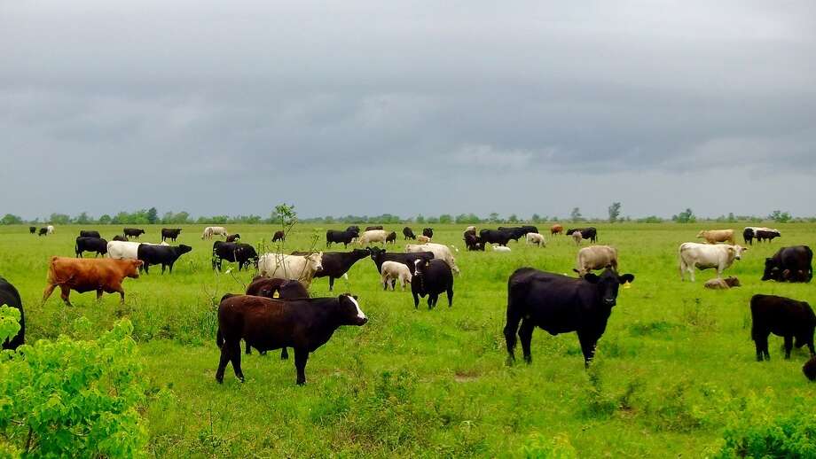 Raising beef and saving birds on the Katy Prairie Houston Chronicle