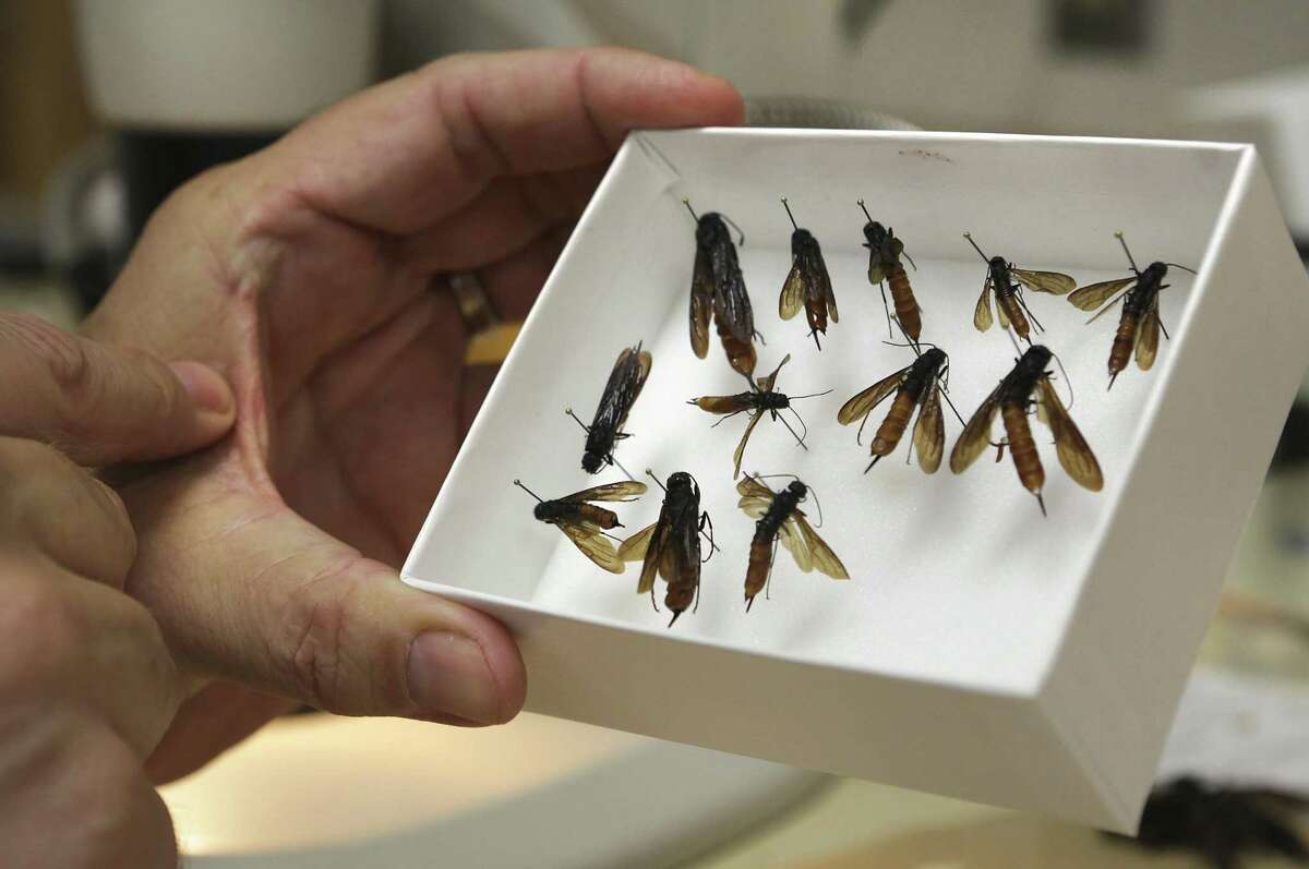 Official insect identifier at Los Indios is tops in his field