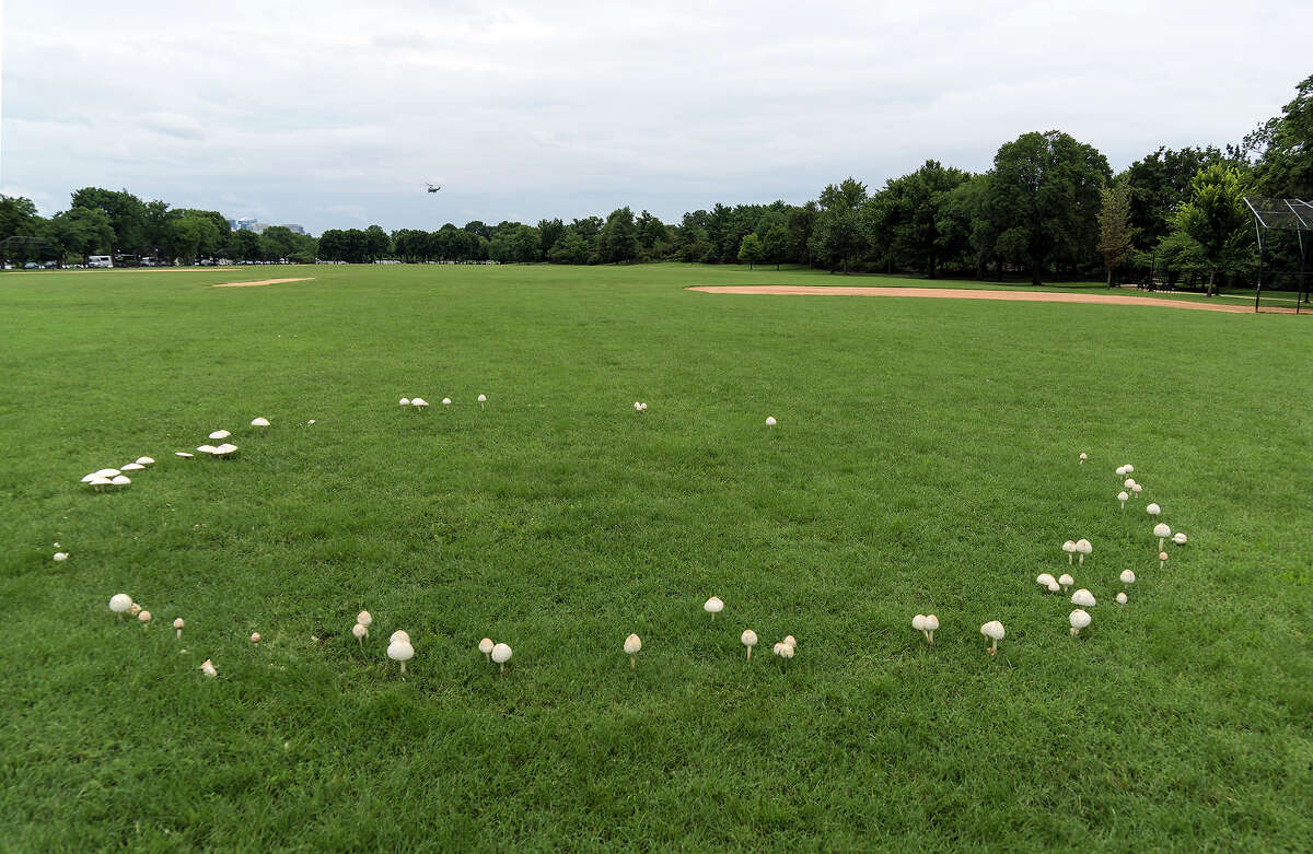 A large, well-defined fairy ring sprouts mushrooms near the Tidal Basin in Washington on July 29. If you believe the legend, stand inside a fairy ring during the next solar eclipse and you'll be transported to another world.