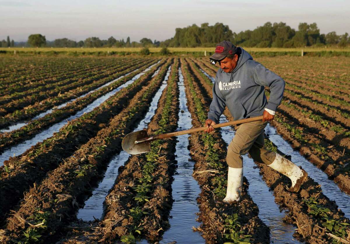 A farm worker irrigates black bean plants with wastewater near Tepatepec, Hidalgo state, Mexico.
