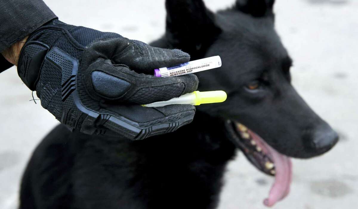 In this May 30, 2017 photo, Massachusetts State Police Trooper Brian Cooper displays a dosage of Naloxone during a training session with his K-9 Drako in Revere, Mass. During drug raids, police dogs literally follow their noses to sniff out narcotics, but now the powerful synthetic opioid fentanyl could be deadly to the K-9s. Police have a new strategy for protecting their four-legged partners, by carrying Naloxone for their dog, the same drug to reverse heroin overdoses in humans.
