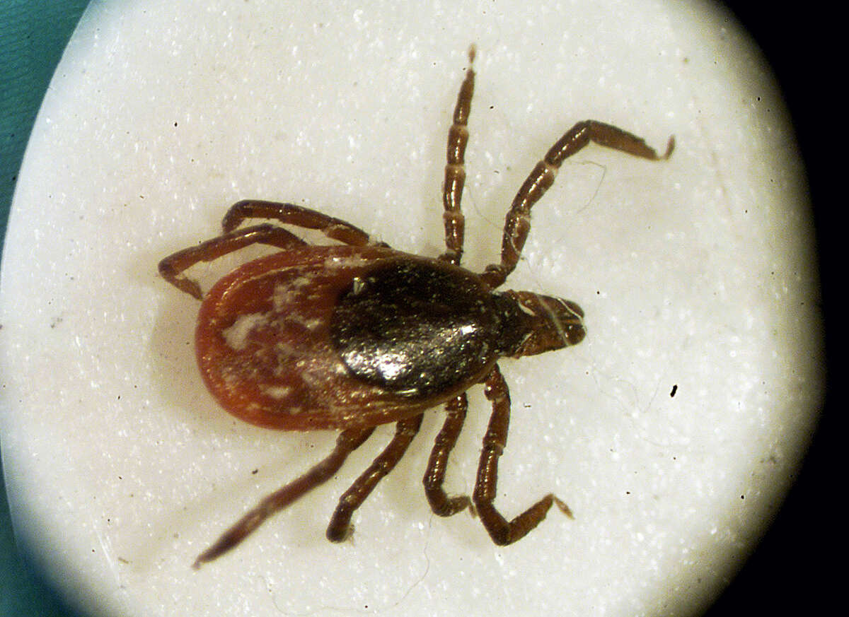This Monday, March 18, 2002 file photo of a female deer tick seen under a microscope at the entomology lab of the University of Rhode Island in South Kingstown, R.I. Also called deer ticks, they were once found mainly in New England and pockets of the Midwest, but have been seen in a widening geographic range.