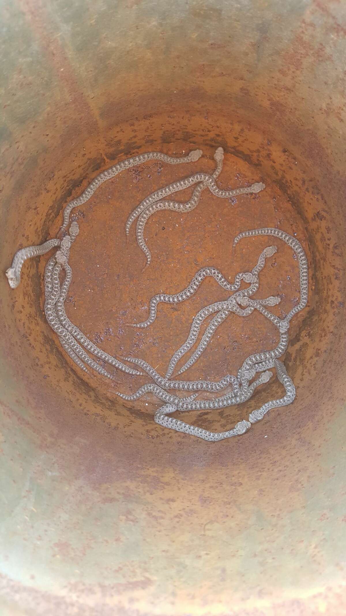 Animal Control Officer Shawna Villa-Rodriguez found not one, not two but 19 sidewinder rattlesnakes under the playhouse.