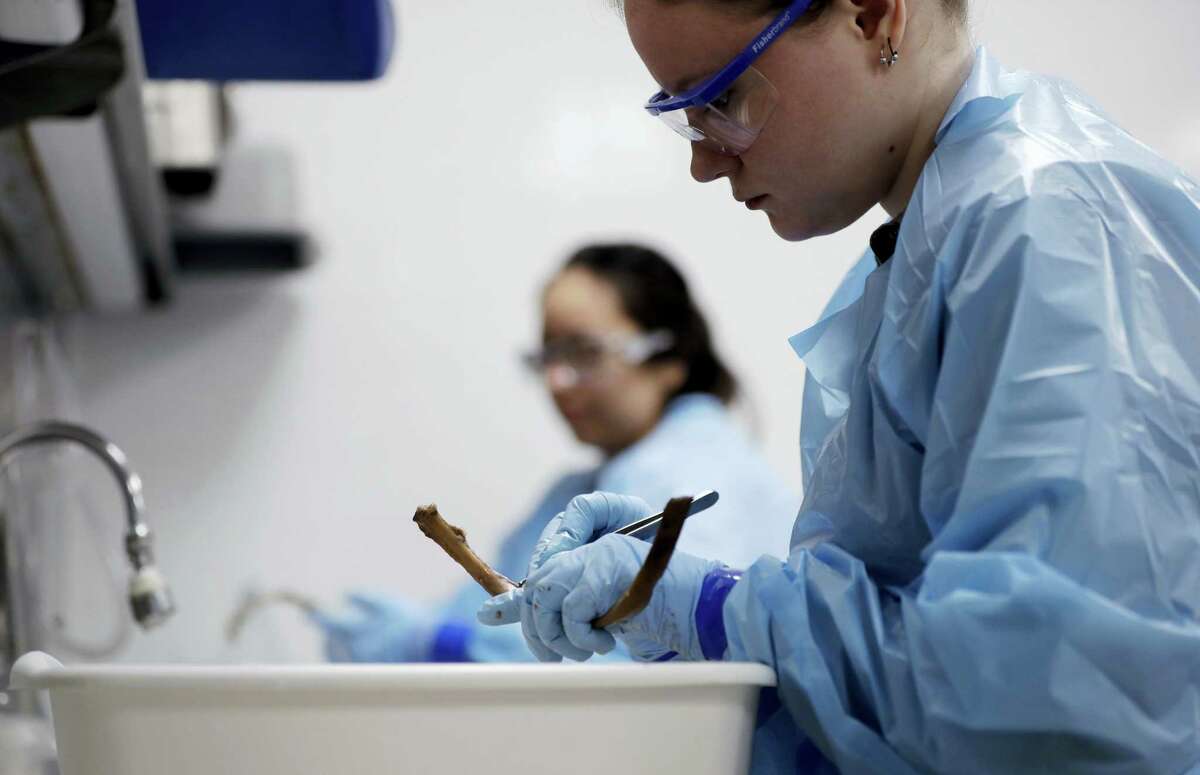 In this Wednesday photo, in an effort to help with identification, students works to clean the skeletal remains of an immigrant who died along the U.S-Mexico border, at the Forensic Anthropology Center at Texas State in San Marcos, Texas.