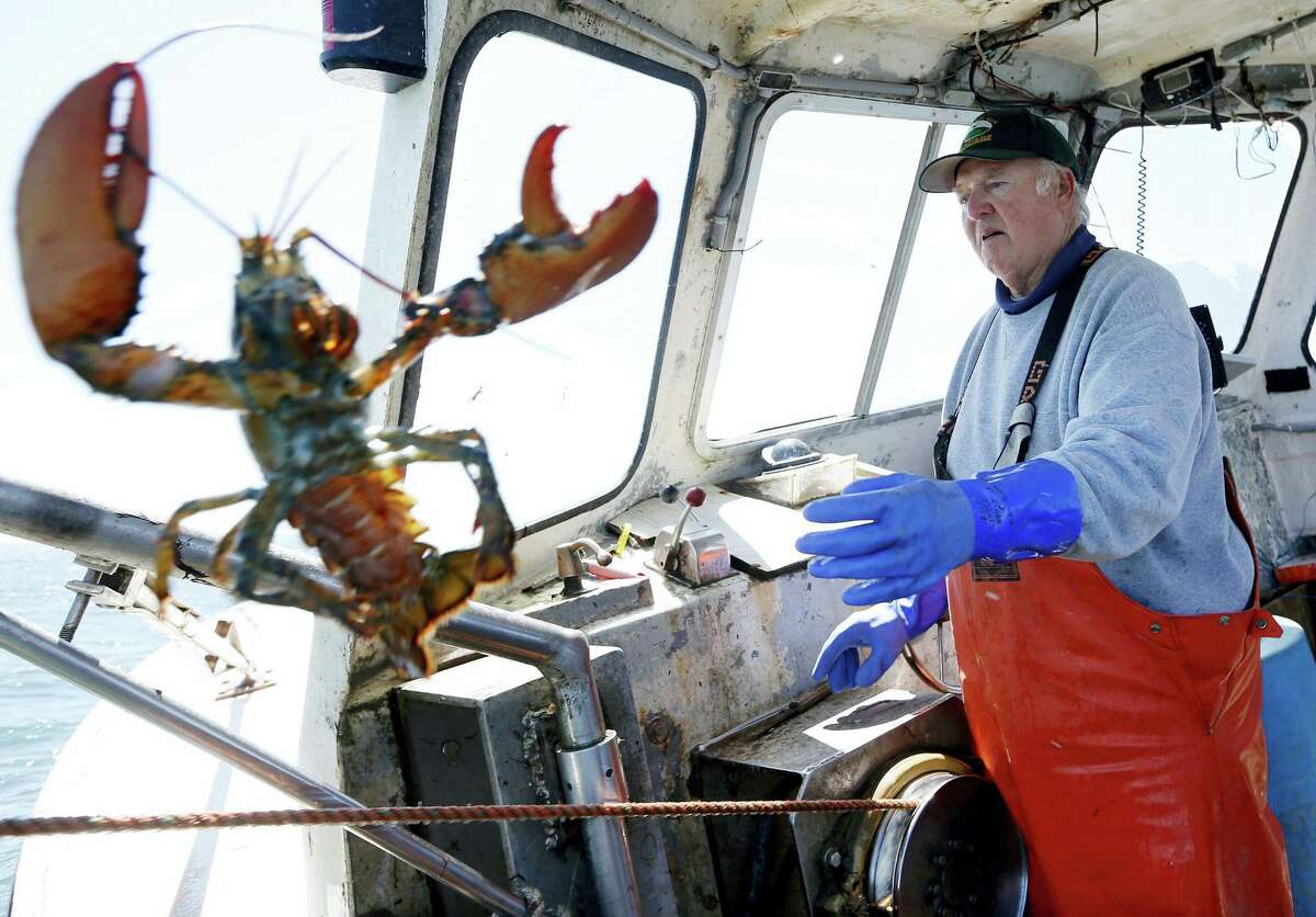 In this April 27, 2016, file photo, Richard Sawyer, Jr., tosses back an undersized lobster while fishing on Long Island Sound off Groton, Conn. A vote is expected Tuesday, Aug. 1, 2017, by the Atlantic States Marine Fisheries Commission on a plan to try to slow the decline of southern New England’s lobster population with new fishing restrictions.