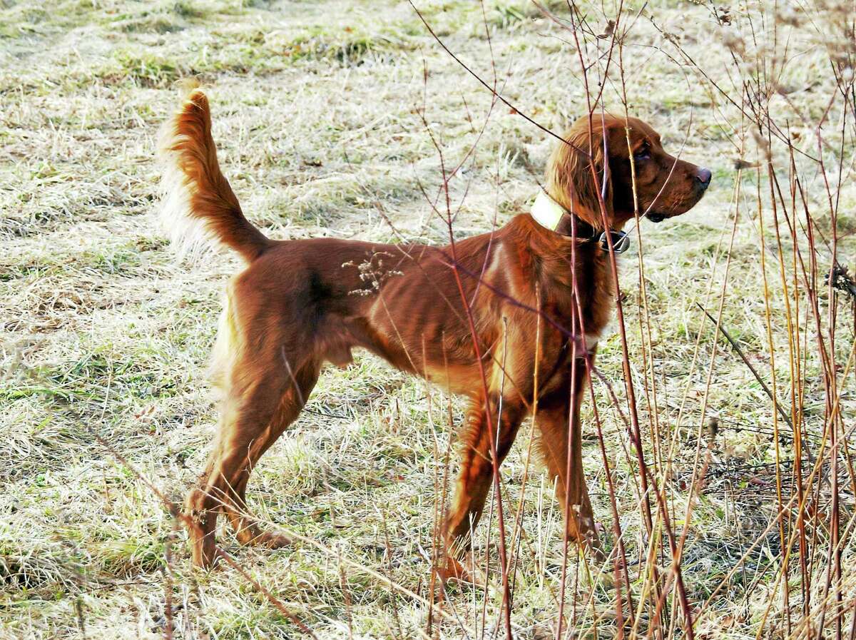 Harwinton resident leads his Red Setter to victory at national bird dog