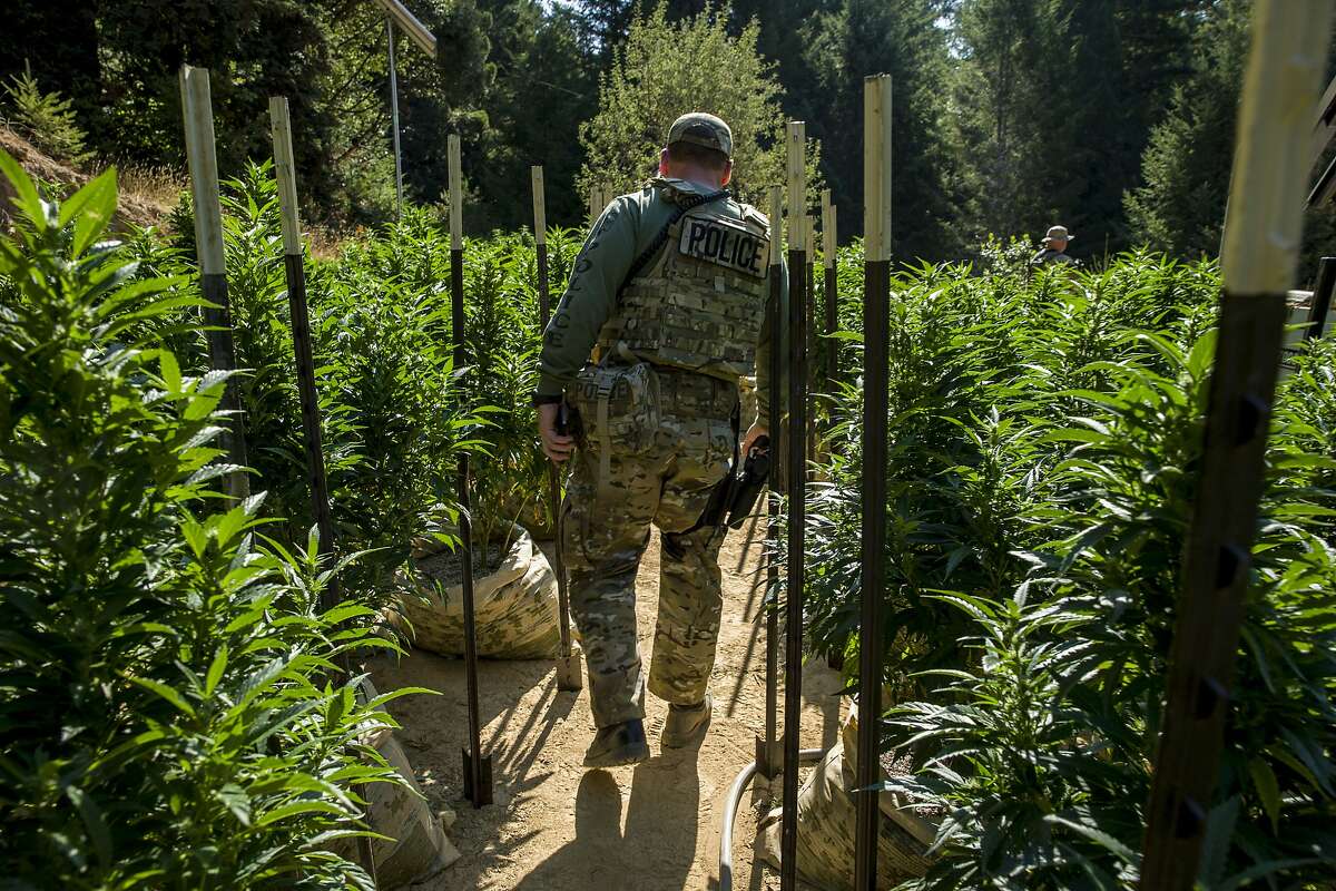 Police officials survey the land filled with marijuana plants on Wednesday, Aug. 23, 2017, in Willits, Calif. A search warrant led by the Mendocino County Sheriff's Department found more than 800 marijuana plants.