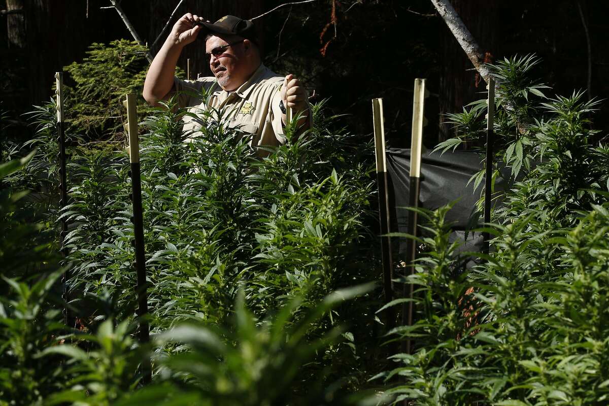 Mendocino County Sheriff's Lieutenant Shannon Barney surveys the field filled with marijuana plants on Wednesday, Aug. 23, 2017, in Willits, Calif. A search warrant led by the Mendocino County Sheriff's Department found more than 800 marijuana plants.