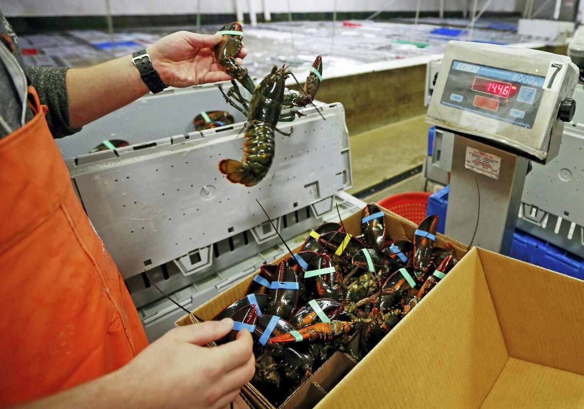 FILE - In this Thursday, Dec. 10, 2015, file photo, live lobsters are packed and weighed for overseas shipment at the Maine Lobster Outlet in York, Maine. The expanding market for lobsters in China is continuing to grow, with the country setting a new record for the value of its imports of the crustaceans from the United States. (AP Photo/Robert F. Bukaty, File)