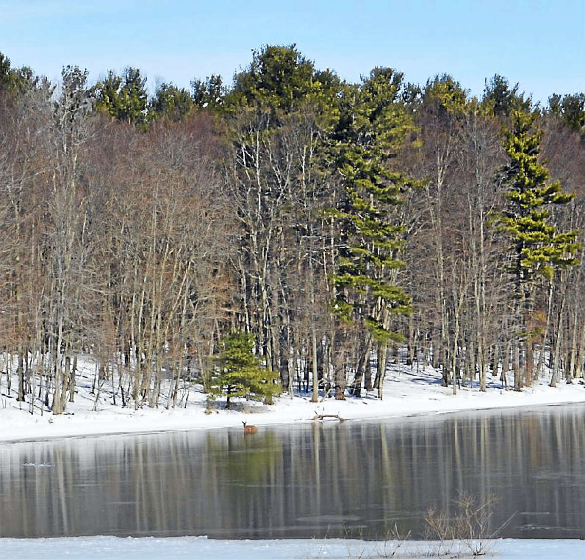 For three hours Friday morning, a deer was stuck on ice at the Mt. Higby Reservoir. She eventually make her way finally closer to shore, regained her footing, then pranced off into the woods off Route 66 on the Middletown/Middlefield line.