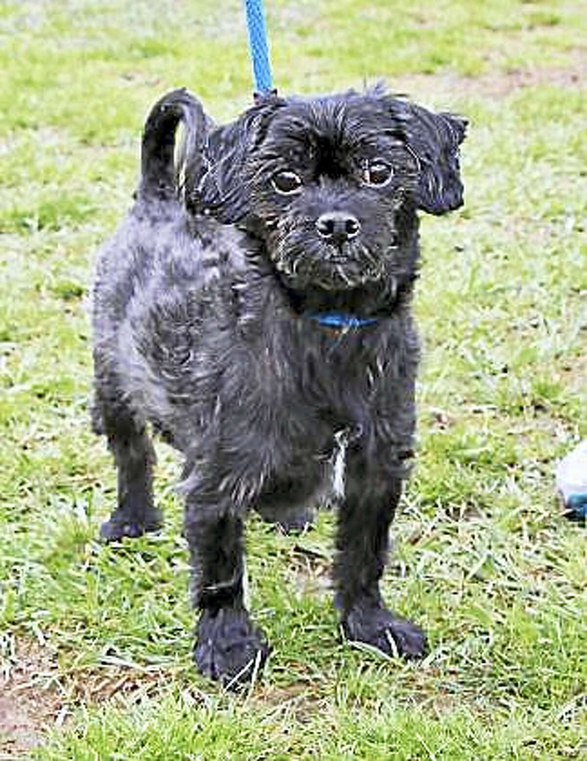 Adorable Shaggy can live in any size home, including apartments. This is a Shih Tzu/Mini Poodle mix who would like to live with kids over age 6. Shaggy has not had much experience with cats or dogs but he is willing to consider sharing his home with a furry friend. Shaggy is calm but he does have his moments of energy and needs to get some exercise every day. This is a great dog with lots of potential. Shaggy does have some special needs but still has lots of life to live and love to give. He needs a family with general dog experience.Please ask the adoption counselor to explain when you visit with me.Remember, the Connecticut Humane Society has no time limits for adoption.Inquiries for adoption should be made at the Connecticut Humane Society located at 701 Russell Road in Newington or by calling (860) 594-4500 or toll free at 1-800-452-0114.The Connecticut Humane Society is a private organization with branch shelters in Waterford and Westport. The Connecticut Humane Society is not affiliated with any other animal welfare organizations on the national, regional or local level.