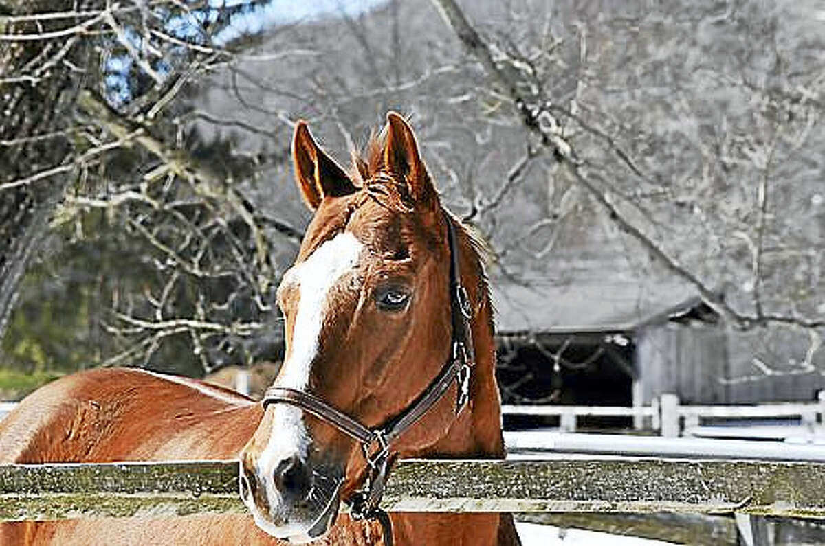 Legend is one of the many horses awaiting visitors at H.O.R.S.E. of Connecticut in Washington, where a spring horse parade is planned on Saturday.