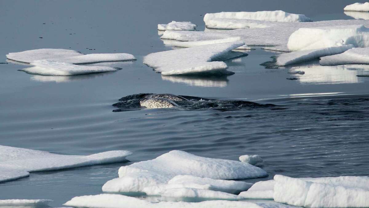 Narwhals swim between sea ice floating in the Canadian Arctic Archipelago, Saturday, July 22, 2017. Known as the unicorns of the ocean because of the male's long single tusk, narwhals are among the species that stand to lose out if climate change turns the frozen waters into a shipping highway. Credible surveys of the Arctic predict that trillions of dollars worth of oil, gas and precious minerals lie untapped beneath the surface. (AP Photo/David Goldman)